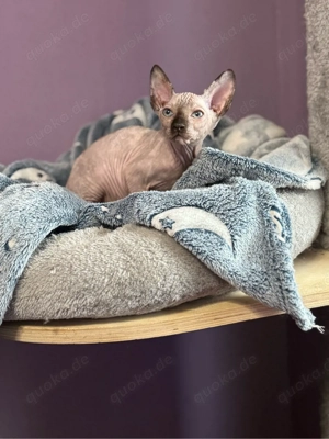 Sphynx Kitten mit Tasthaaren