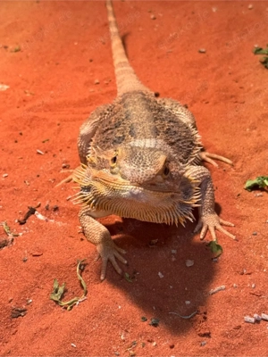Bartagamen Pärchen in gute Hände abzugeben 