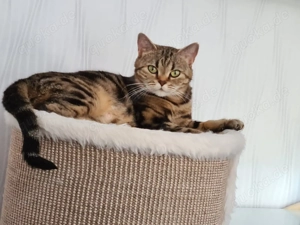 Wunderschöne Reinrassige BKH Katze! 