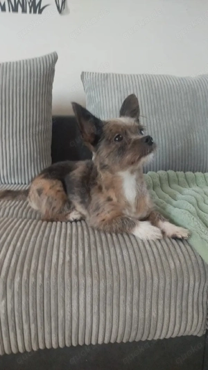 wunderschöne Chihuahua mix 7.3.2025 