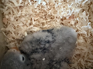 Agaporniden (Rußköpfchen)