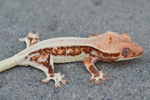 0.0.1 Kronengecko Jungtier lilly white 