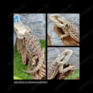2 Bartagamen Männchen Rainbow (Citrus Orange red Blue line) ( pogona vitticeps ) Nz 2025