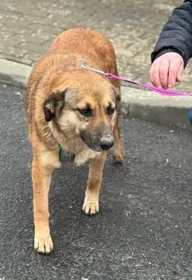 Liebe Bettie - sucht entspanntes Zuhause