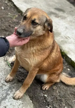 Genügsame Bettie - sucht nur ein ruhiges Zuhause