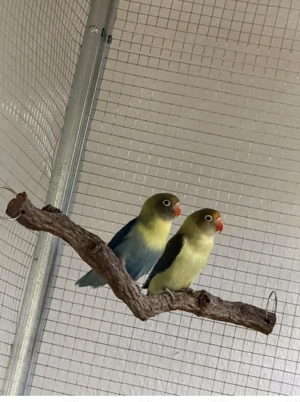 Agaporniden (Rußköpfchen)