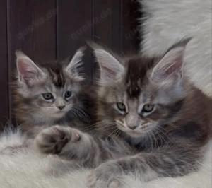 Bezaubernde Maine-Coon-Kätzchen   12 Wochen alt (Kater & Katze) 