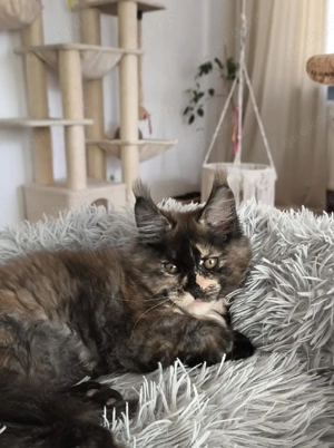 Maine Coon Kätzchen mit Stammbaum  Bild 8