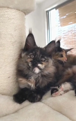 Maine Coon Kätzchen mit Stammbaum  Bild 7