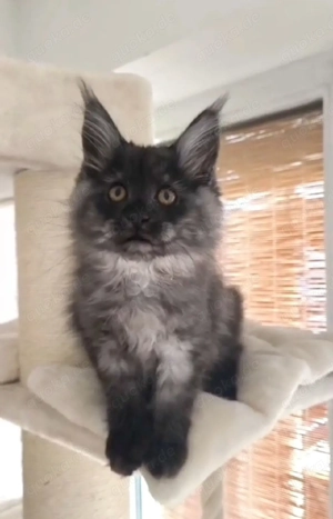 Maine Coon Kätzchen mit Stammbaum 