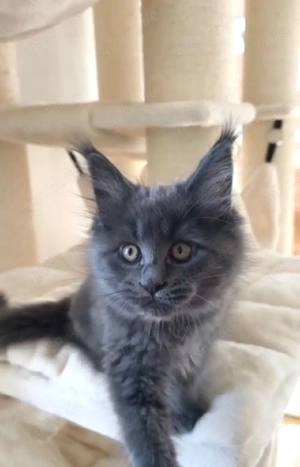 Maine Coon Kätzchen mit Stammbaum  Bild 5