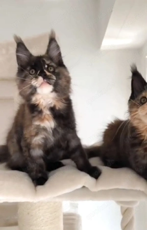 Maine Coon Kätzchen mit Stammbaum 