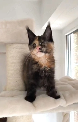 Maine Coon Kätzchen mit Stammbaum  Bild 4