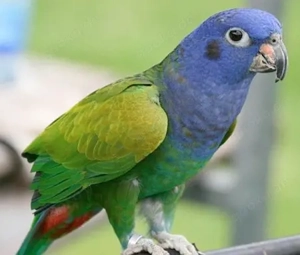 Suche Schwarzohrpapageien