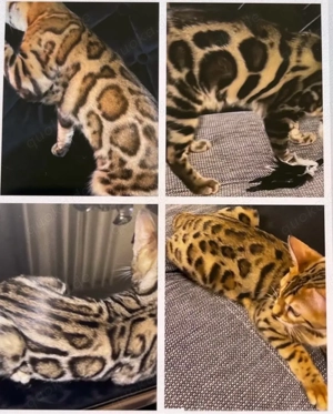 Reinrassige Bengal Katzen, Kitten
