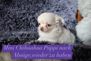Chihuahua Welpen Mädels Reinrassig
