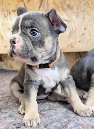 Reinrassige Französische Bulldoggenwelpen