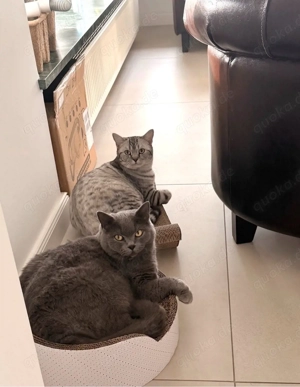 Kyubi und Gojo suchen ein neues Zuhause 