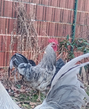 Reinrassiger Silverudds bla  Hahn (SFK Europe) Reinerbiger Grünleger