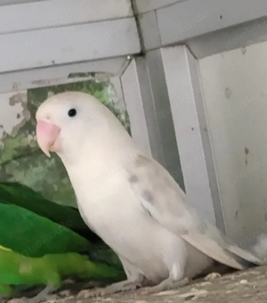 Pfirsichköpfchen Agaporniden Unzertrennliche 