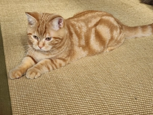 Wiskas Kater in rot abzugeben 