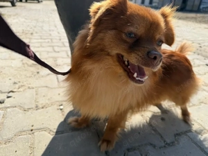 Chihuahua langhaar Rüde 