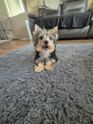 yorkshire terrier Welpen zum verkauf