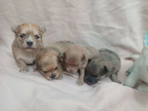 Chihuahua-Zwergspitz Pomeranian (Pomchi-Welpen) in sonder Farben