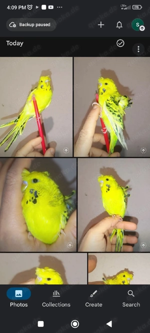 handzahm Wellensittich TCB Zahm Vögel Haustier zutraulich kinderlieb 