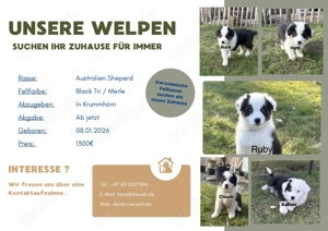 Australian Shepherd Welpen 