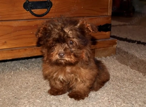 Yorkiepoo Welpen (Rüde) 