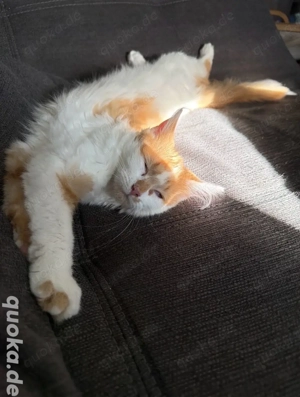 Maine-Coon Mix (8Monate)!!!!Lesen!!!!