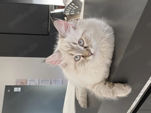 Liebevolles NevaMasquarade Mädchen sucht Zuhause auf Lebzeit 