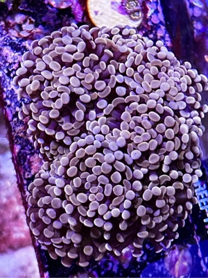 Euphyllia Paraancora Pink 9 Köpfe Meerwasser