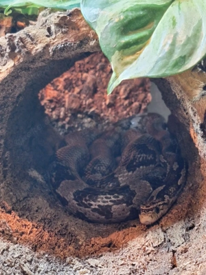 Kornnatter Anery Bock