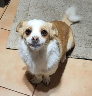 MANUEL - braucht sein eigenes Körbchen (wartet in Rumänien)