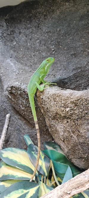 Fidschi Leguane Nachzuchten