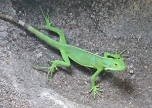 Fidschi Leguane Nachzuchten