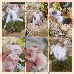 Zwergkaninchen, Löwenkopf, Teddyzwerg Hase