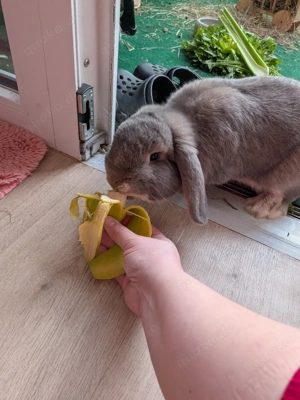 Kaninchen Rammler Notabgabe 