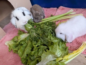Mehrere Kaninchen dringend in gute Hände abzugeben (Allergie)