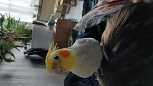 Nymensittich Floki sucht neues Zuhause 