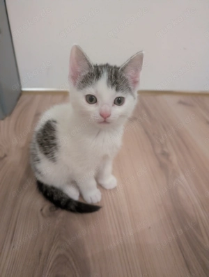 Süße Babykatzen zu verkaufen 