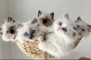 Ragdoll-Kätzchen verfügbar