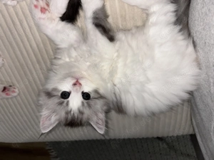 Noch 4 kleine Maine-Coon-Kitten verfügbar 