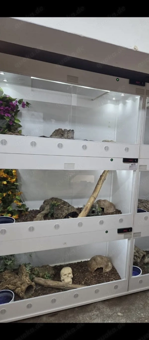 Terrarium von Lanzo herb 