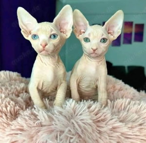 Sphynx-Kätzchen zu verkaufen, 1 Kater und 1 Katze verfügbar