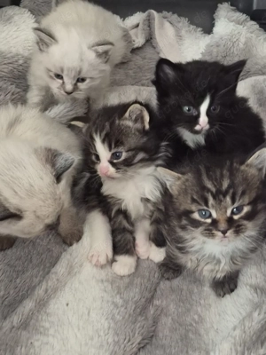 Bezaubernde Maine Coon Kitten ab Mai abzugeben 