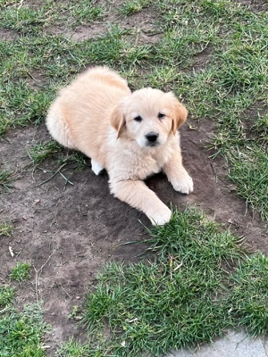 Golden-retriever  Labrador Mischlinge 