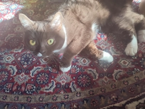 Teddy sucht ein neues zu Hause 